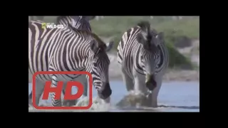 Animal Life Documentary : Animal Documentary 2015| Africa: Wild Kalahari | National Geographic