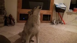 Greta the wolf howling in the house