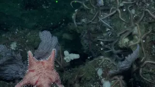 Amazing Variety of Sea Stars | Nautilus Live