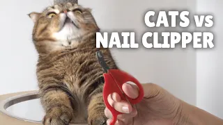 Cats vs Nail Clipper | Kittisaurus