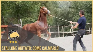 Calmare uno stallone agitato