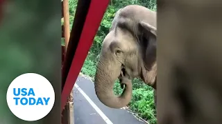 Hungry elephant steals sugarcane from delivery truck in Thailand | USA TODAY