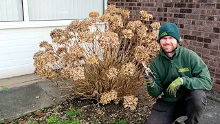 How and When to Prune a Hydrangea