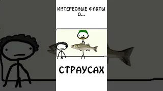 "Интересный факт о страусах" #страус #шортс #животные #академияброкколи #анимация