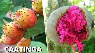 10 Frutas Brasileiras Nativas da CAATINGA Mais INCRÍVEIS e CURIOSAS
