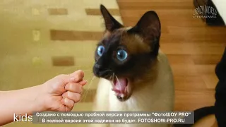 Я РЖАЛ ПОЛ ЧАСА. Смешные коты и собаки. ПРИКОЛЫ С ЖИВОТНЫМИ. Cute Cates #1