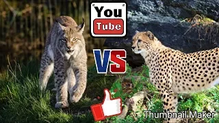 Рысь против гепарда. Lynx against Cheetah. Животные. Батл животных.