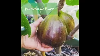 Tasting the Monster Fig - Fiorone Di Ruvo Fig Breba 2018