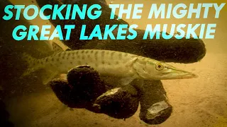 Stocking The Mighty Great Lakes Muskie | Great Lakes Now