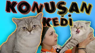 KONUŞAN KEDİ BEZART ! ( Bizden Sürekli Kaçtı ) | Konuşan Kediler