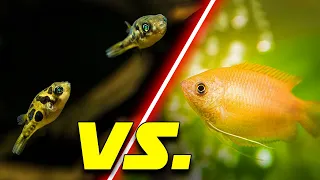 Best Nano Fish & Invertebrates For ANY Fish Tank (This vs. That)