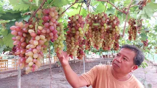 2 Years Old na Grapes, Paano napabunga ng Napakarami? Alamin