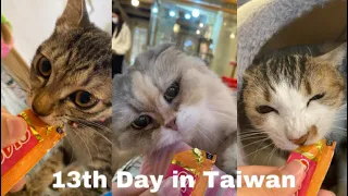 13th Day in Taiwan (Cat Cafe)