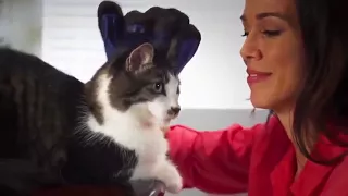 Смешные кошки приколы про кошек и котов 2017 #56 (Любительское смешное видео наших подписч