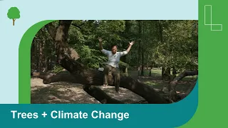 Climate Heroes: The Power of Trees