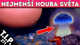 Houba Vysoká 1mm/ Antihmota poslouchá gravitaci/ Nejjasnější objekt noční oblohy  [TIP 372]