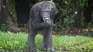 Splendid retirement for Liberian lab chimp survivors | AFP