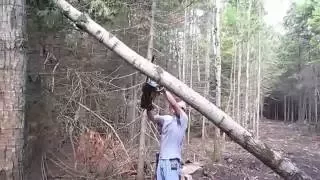 Cutting a hung up tree