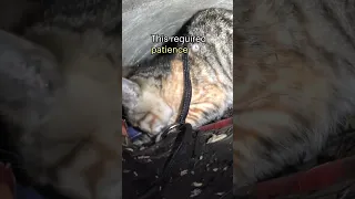 Kitten screams for help until a woman realizes she is underground! Full video: www.HopeForPaws.org