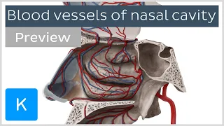 Blood vessels of nasal cavity (preview) - Human Anatomy | Kenhub