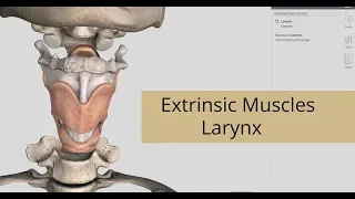 Extrinsic Muscles Of Larynx | Anatomy Of Larynx