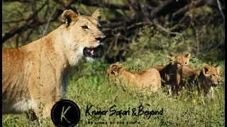 LOST LION CUBS, And What Happens Next?! Lioness Desperately Looking For Cubs! Kruger National Park!