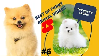 🐶Funny and Cute Pomeranian Dog 😍| Funny Animal Video Ever 🐶🐶| Funny Whatsapp status | #Shorts😆