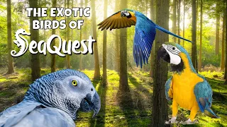 The Exotic Birds of SeaQuest