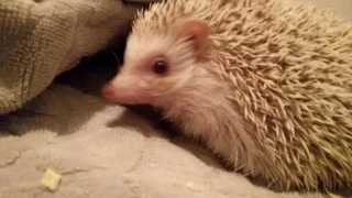 Mean hedgehog