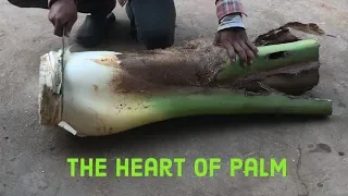 Cutting coconut and Discover The heart of palm for Swamp Cabbage Strew
