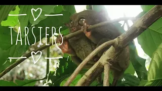 #04 Bohol Tarsiers | Most famous animal in Bohol | Smallest in the world | Creepy Little Ninjas | HD