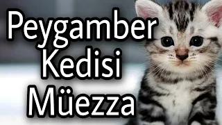 Peygamber Efendimiz Hz. Muhammed'in (Sav) Kedisi Müezza - Dinin Hayvanlara Bakışı / Gökhan Kozoğlu