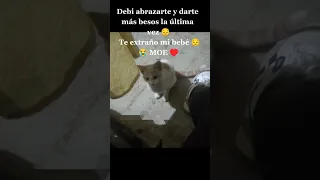 Te extraño mi pequeño Moe 😔 me dejas un vacío enorme. #viral #video #shorts