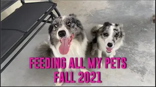 Feeding all my pets/ FALL 2021