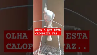 calopsita cantando / Calopsita brincando / canto de calopsitas