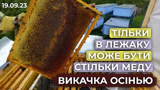 Корпусний вулик не видасть стільки Осіннього меду! Викачка Горець Вейріха. Смачний мед для вас!