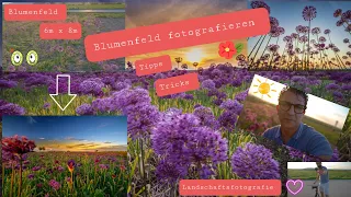 Blumenfeld richtig fotografieren ( Tipps und Tricks) #fotografie #tutorial #landscape
