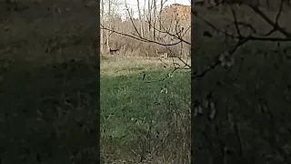 Two deer in the field #deer #ontario #canada