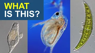 Top 13 Water Organisms Identified