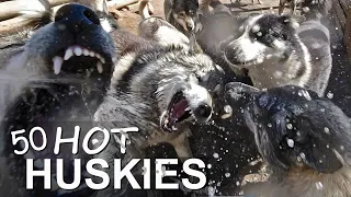 TAKING CARE of 50 SIBERIAN HUSKY a HOT SUMMER DAY | Working Husky Kennel