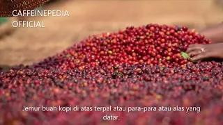 Natural Process Coffee ( Proses Pasca Panen Kopi - Natural Process )