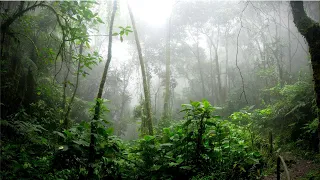 SOM DE CHUVA E PÁSSAROS CANTANDO PARA RELAXAR E DORMIR BEM - BARULHO DE PÁSSAROS E CHUVA PARA DORMIR