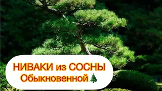 НИВАКИ из СОСНЫ ОБЫКНОВЕННОЙ.. Своими руками 👏👏