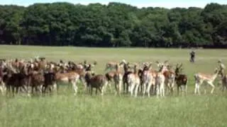 Phoenix park herd of deer