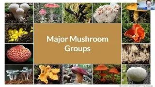 The World of Fungi