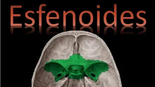 🦴 Hueso Esfenoides (Neurocráneo) - Cráneo y cara - Anatomía