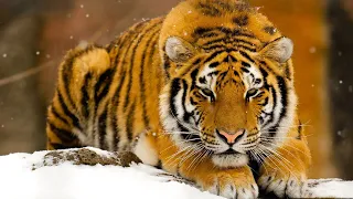 Амурский тигр, описание вида, где обитает и как живет в природе.