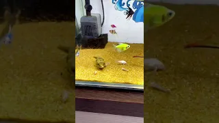 WARNING LIVE FEEDING!! Fahaka puffer fish eating crayfish # 34