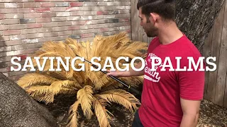 Saving Frozen Sago palms