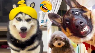 The FUNNIEST Animal Shorts Ever! 🤣 BEST Funny Cats and Dogs 2024 😹🐶